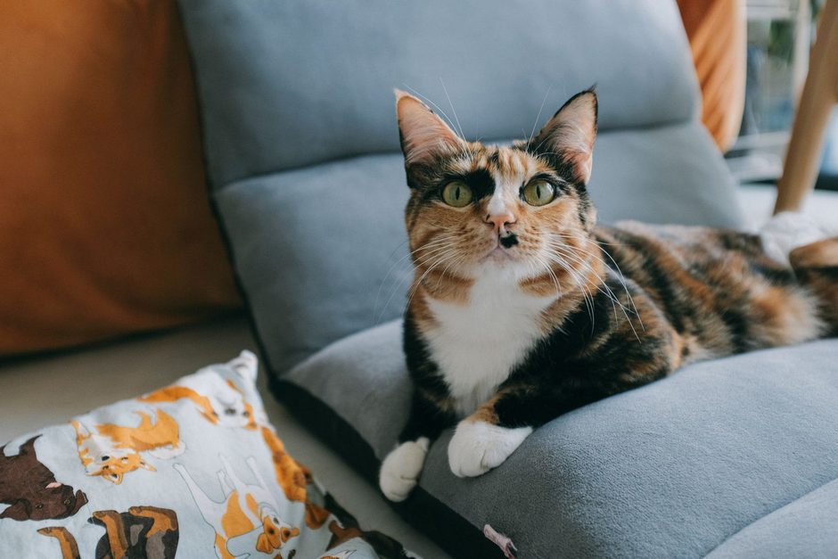 Photo by Huy Phan on Pexels Calico cat resting on a grey sofa cushion in a bright living room. Photo by Huy Phan on Pexels