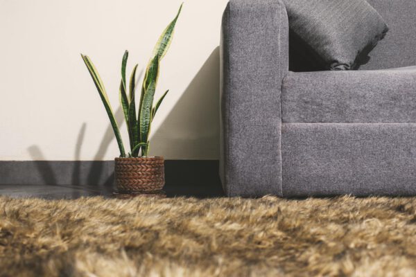 Stylish modern living room featuring a snake plant and comfortable couch, ideal for interior design inspiration.